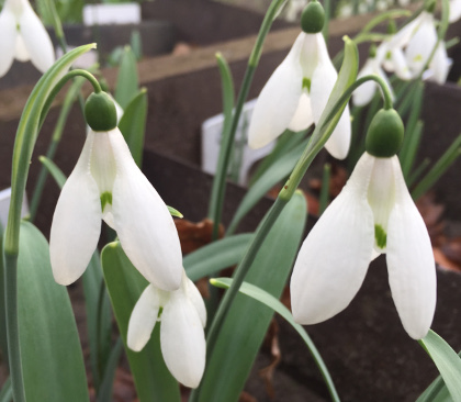 Galanthus 'Brigadier Mathias'